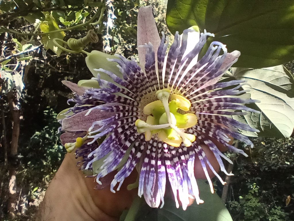 La ceguera vegetal es&nbsp;curable