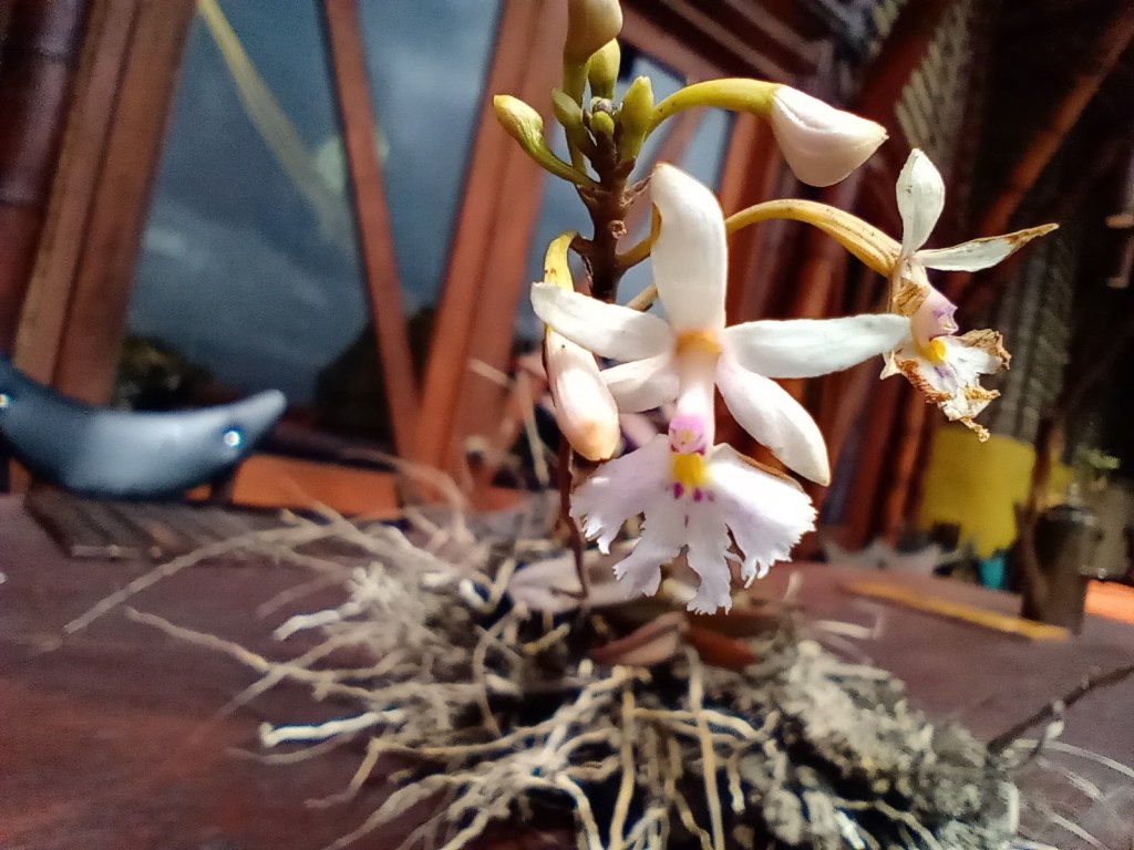 Aprendiendo sobre las tres familias más numerosas de&nbsp;plantas