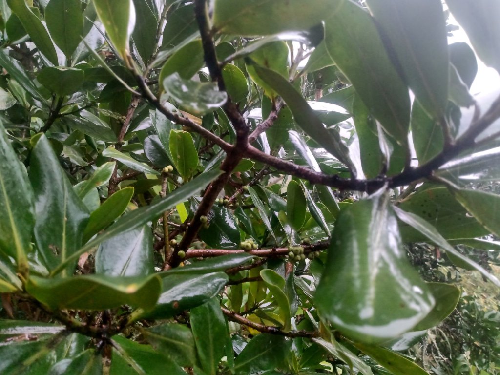 Contra Pedro Hernández